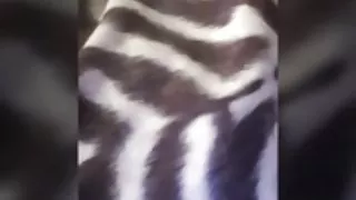 Interracial dogging medan hennes vän klockor